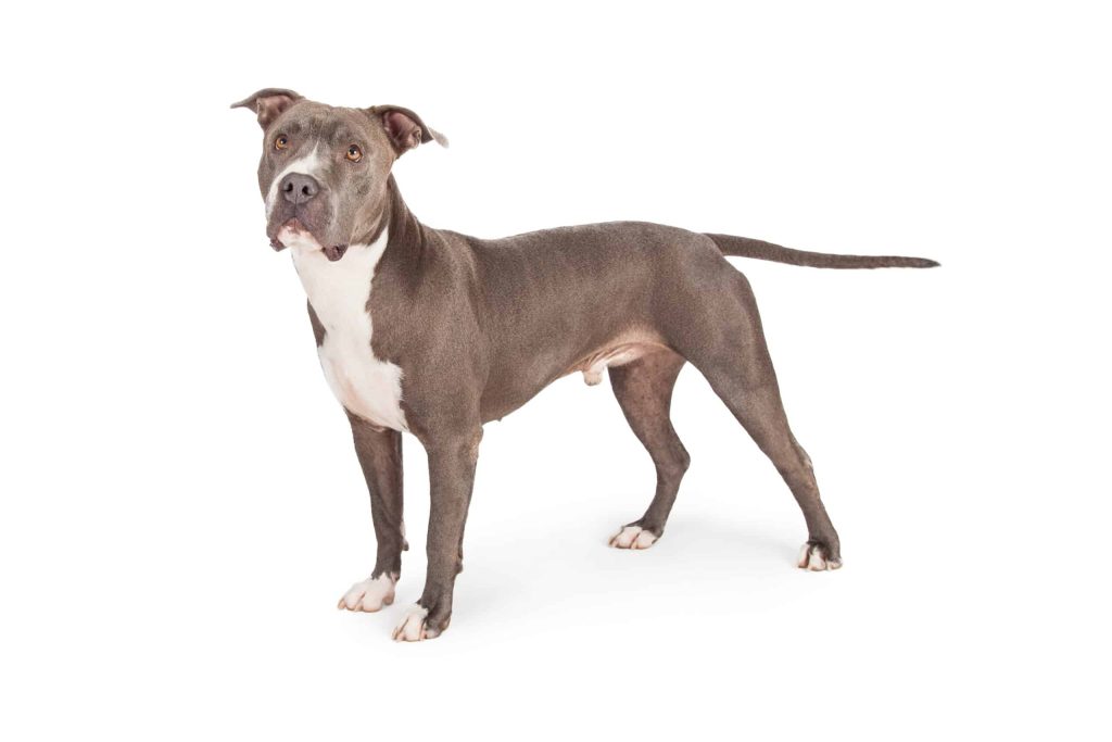 American Staffordshire Terrier 2