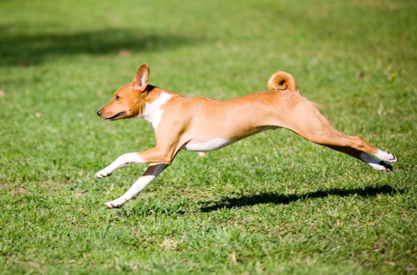 Basenji 1