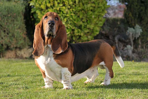 Basset Hound 1
