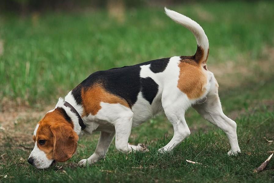 Beagle img 1