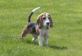 Beagle img 2