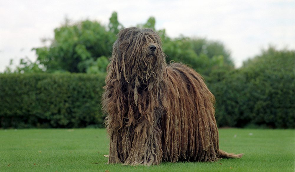 Bergamasco 1