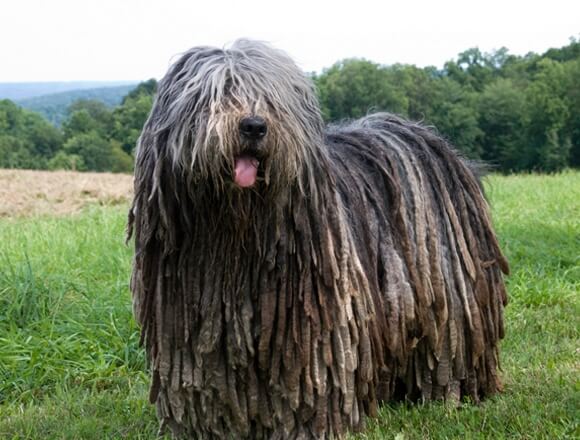 Bergamasco 2