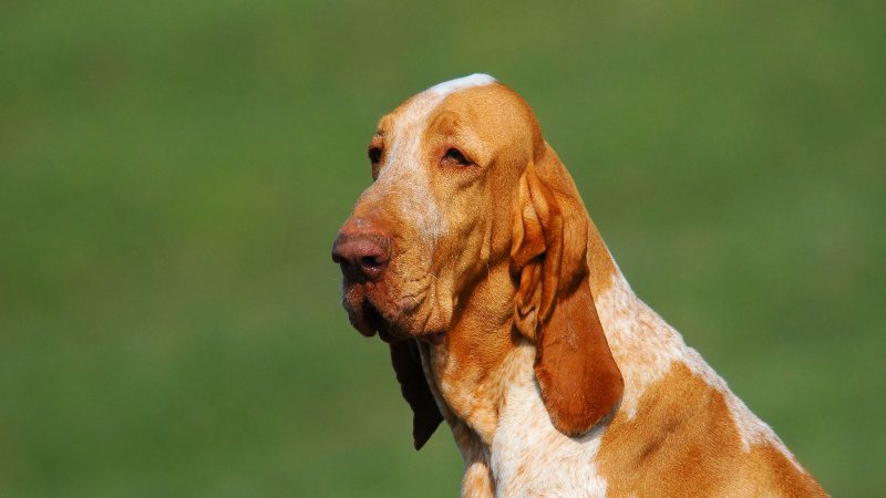 Bracco italiano 2