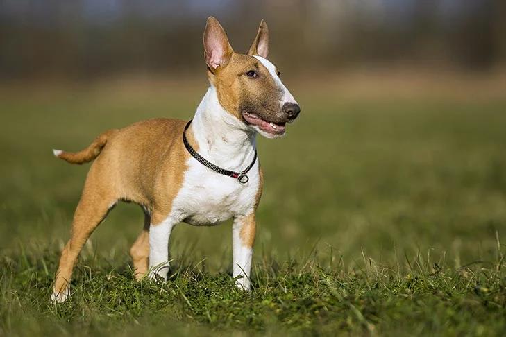 Bull Terrier miniatura 2 1
