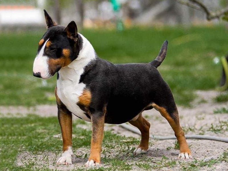 Bull Terrier miniatura 2