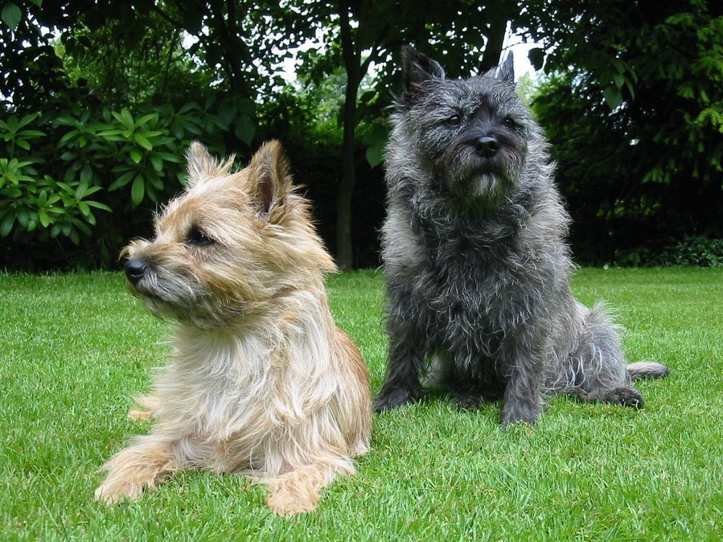 Cairn Terrier 1