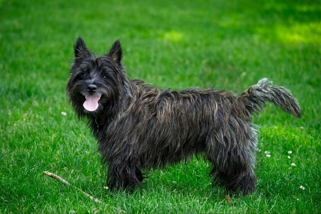 Cairn Terrier 3