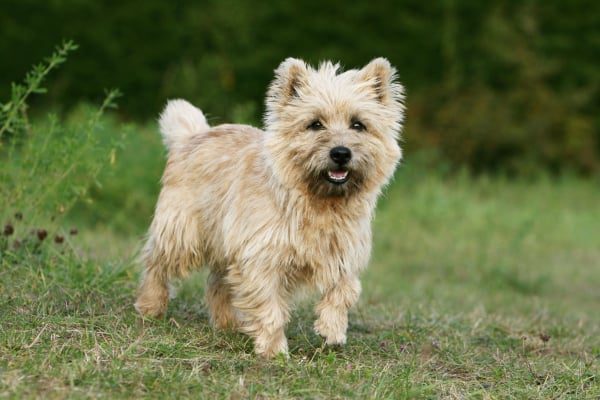 Cairn Terrier