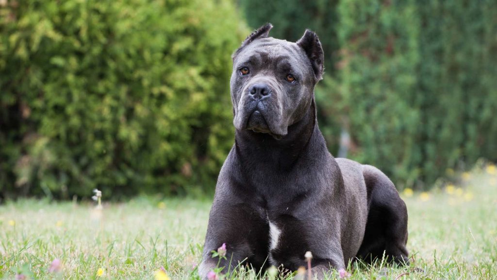 Cane Corso o mastin italiano 1