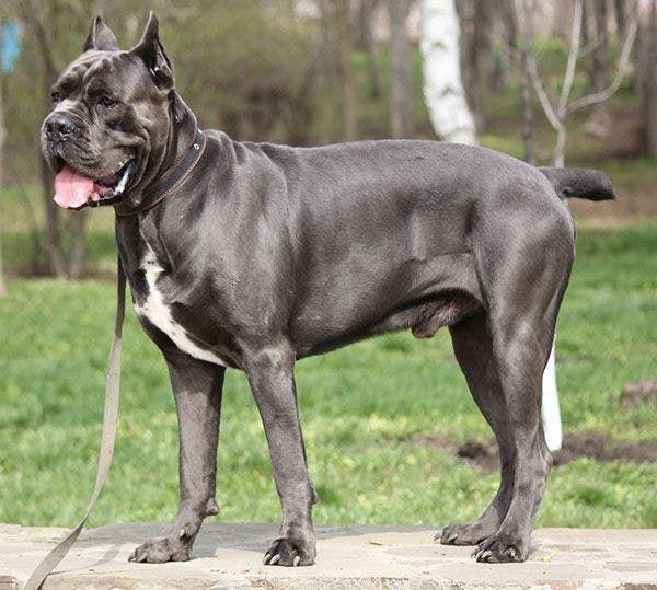 Cane Corso o mastin italiano 2