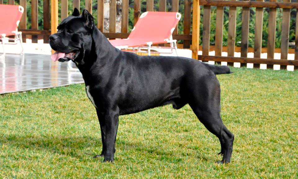 Cane Corso o mastin italiano 3