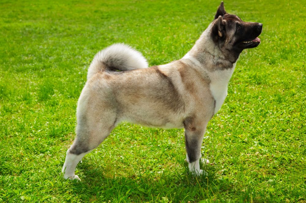 Cazador de alces noruego 2