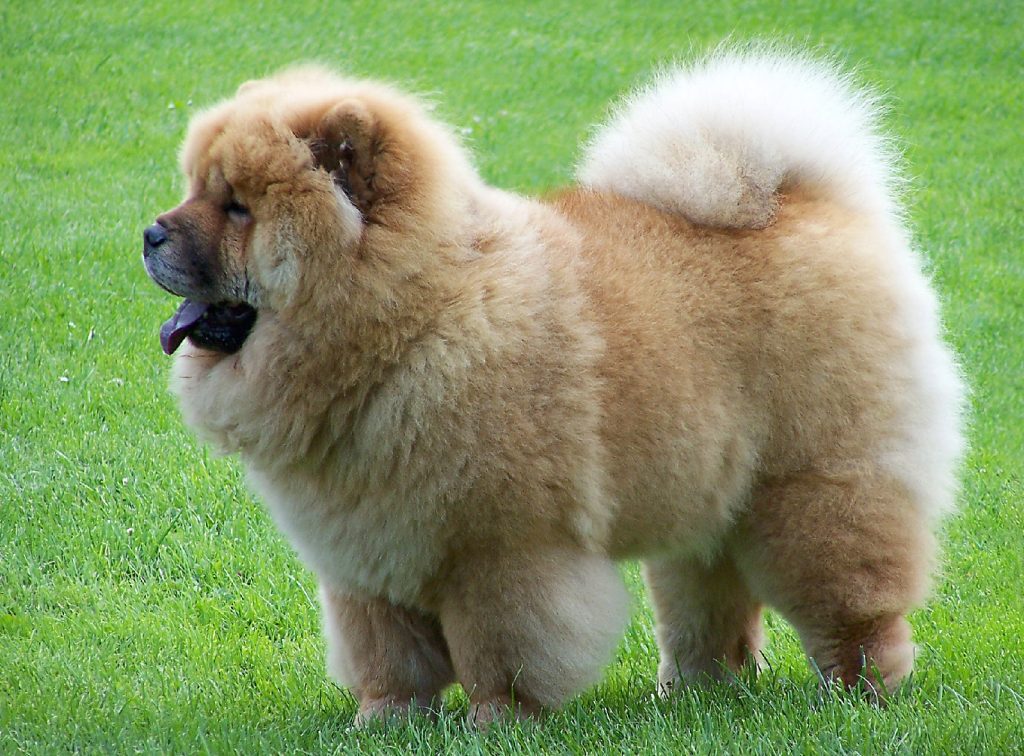 Chow Chow de pelo suave 1