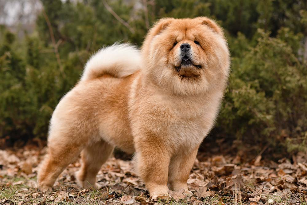 Chow Chow de pelo suave 2