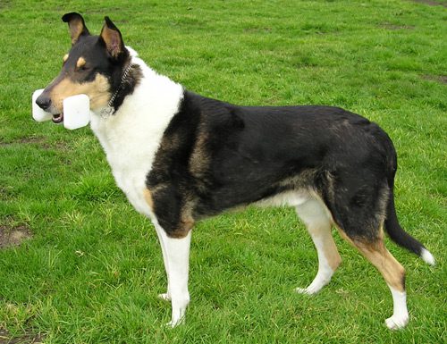 Collie de pelo corto 1