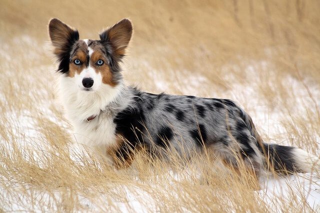 Corgi gales de Cardigan 4