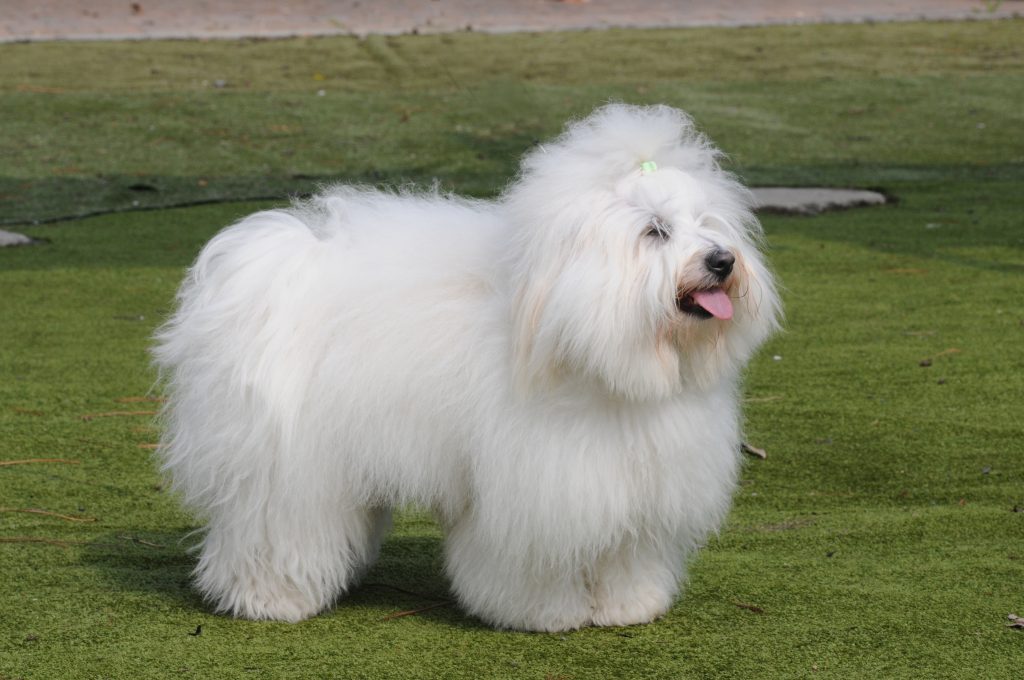 Coton de Tulear 1 scaled