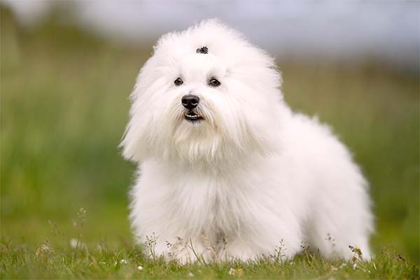 Coton de Tulear 1
