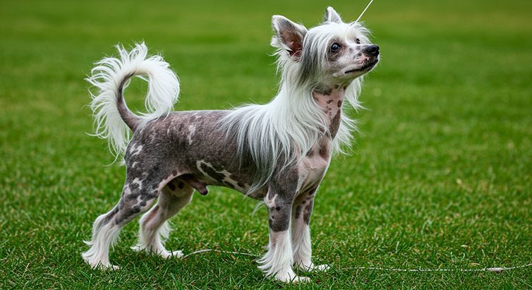 Crestado chino 2 rotated