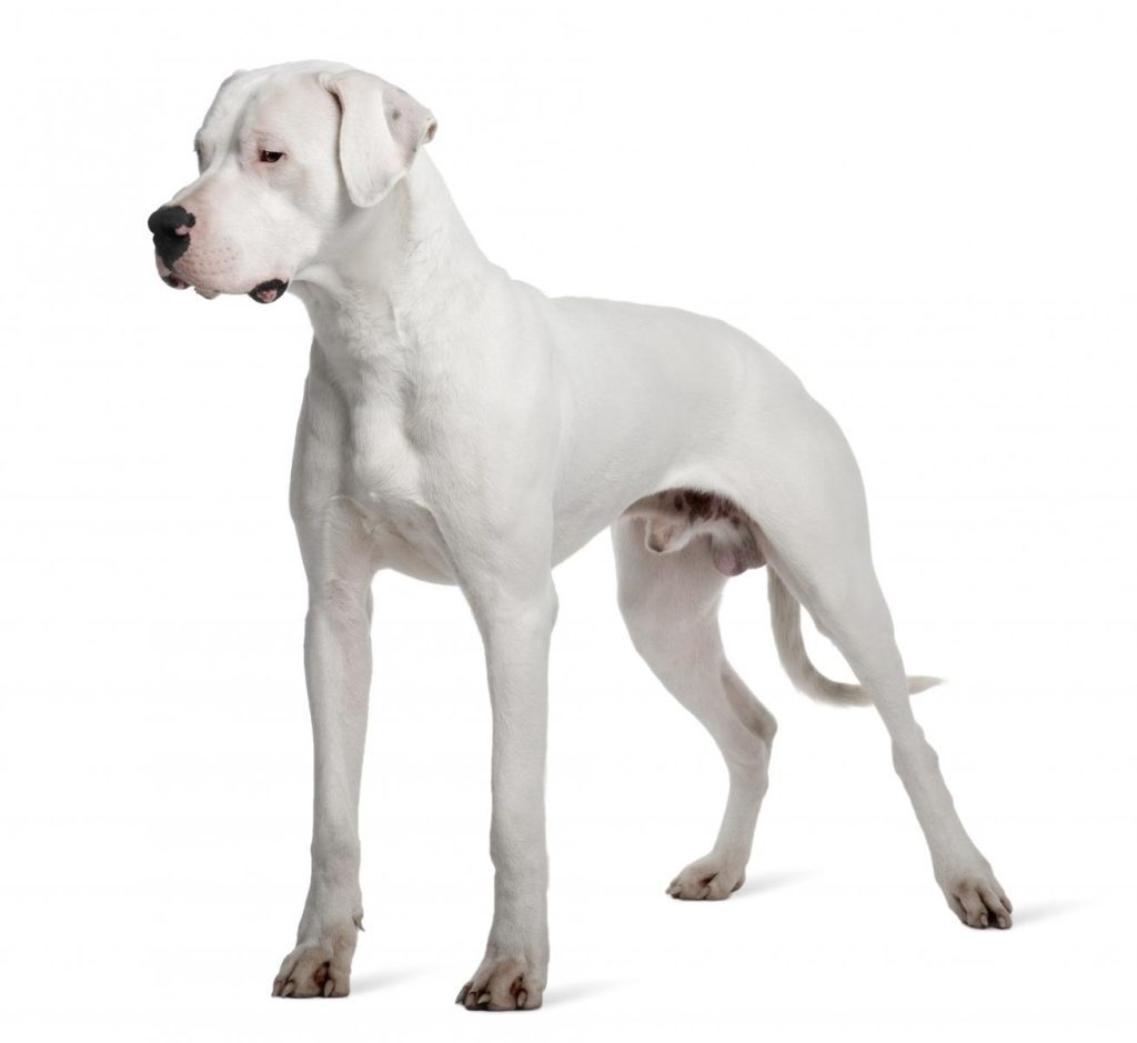 Dogo argentino 1