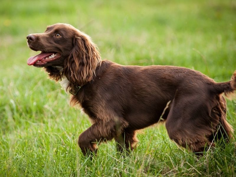Field Spaniel 1