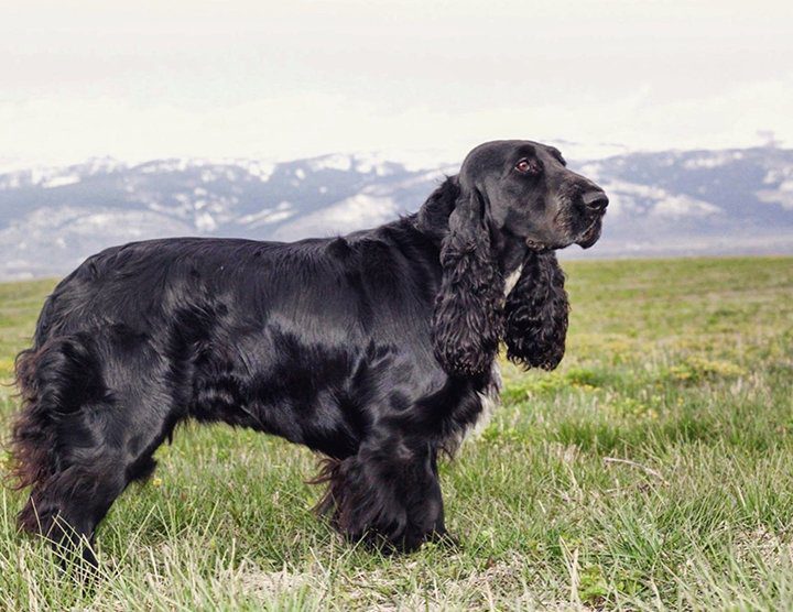 Field Spaniel 2