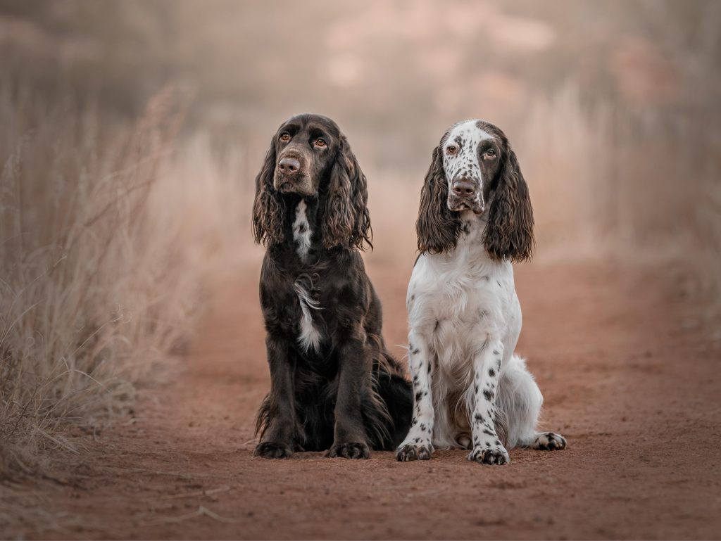 Field Spaniel 3 scaled