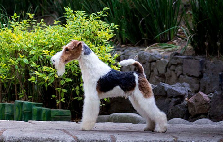 Fox Terrier de pelo duro 1