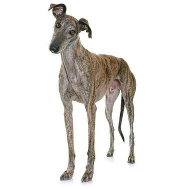 Galgo Espanol 1