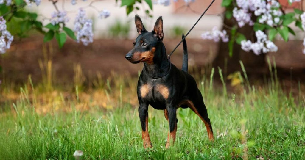Pinscher miniatura 1