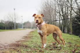 Pitbull terrier 2