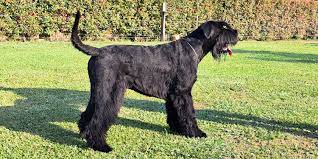 Schnauzer gigante 3
