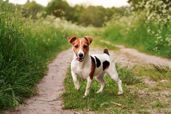 jack russell terrier 1