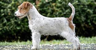 jack russell terrier 1