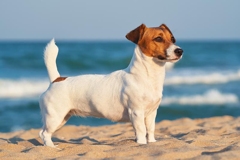 jack russell terrier 2