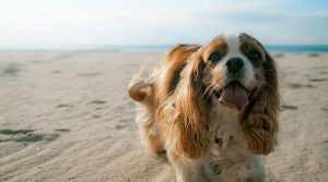 mi perro salta a las visitas