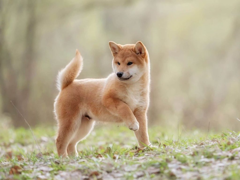 portada shibainu 1200x900 1