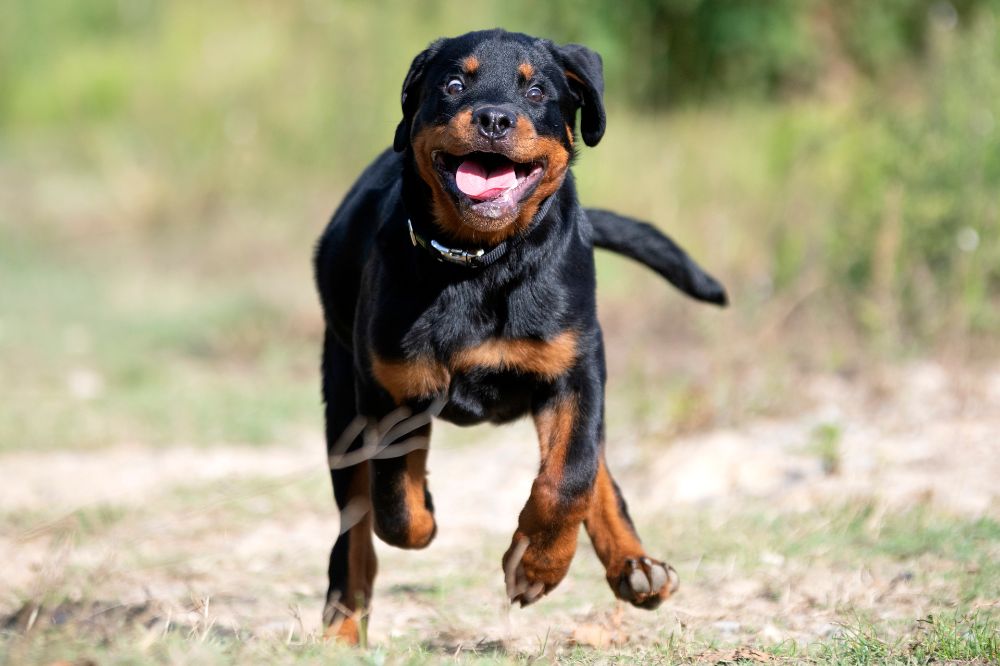 rottweiler 1