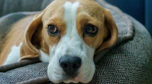 como quitar el miedo