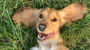 perro que roba comida